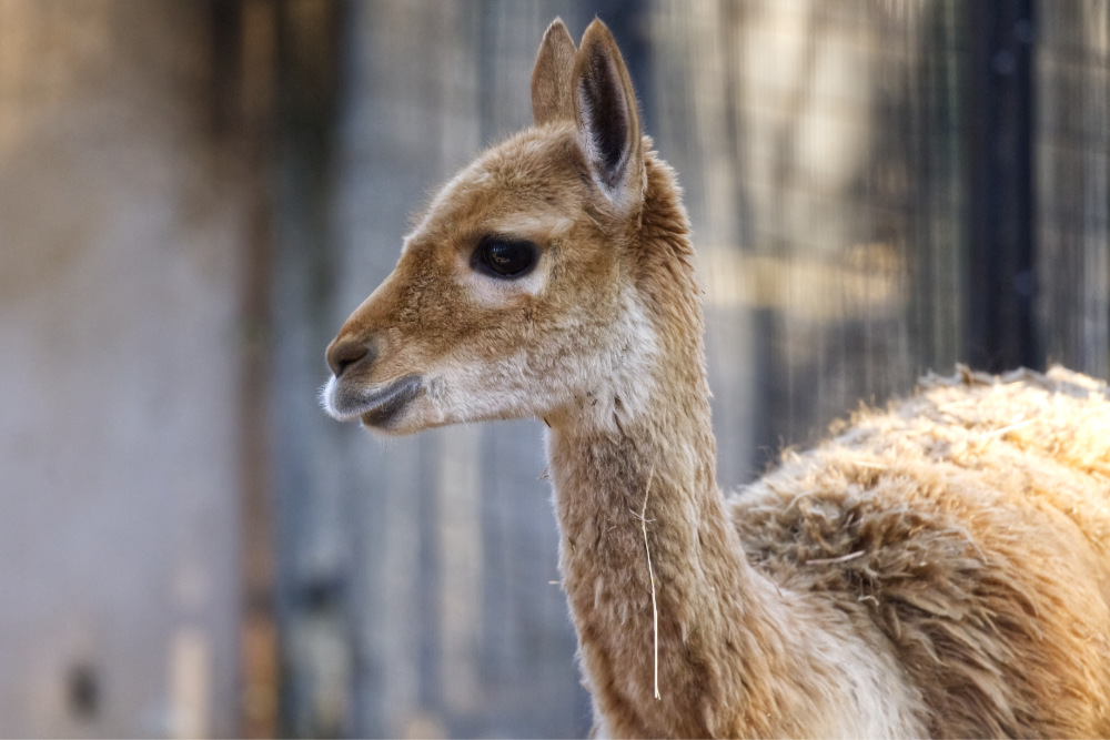 Vicuña 