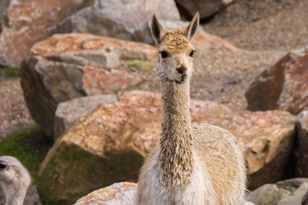 Vicuña 