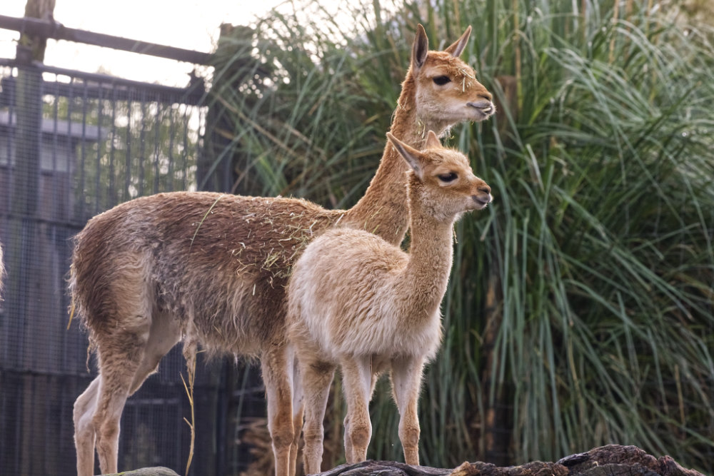 Vicuña 