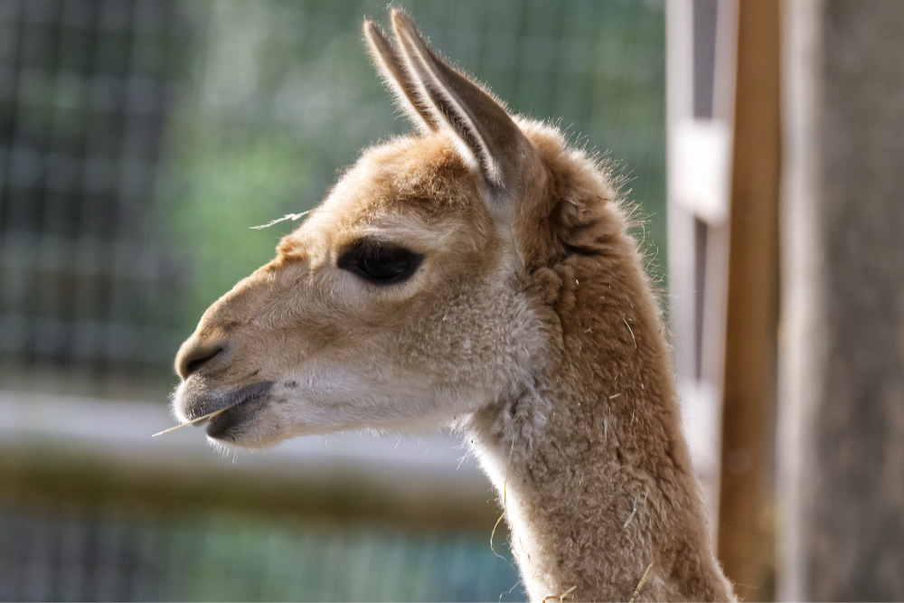 Vicuña 