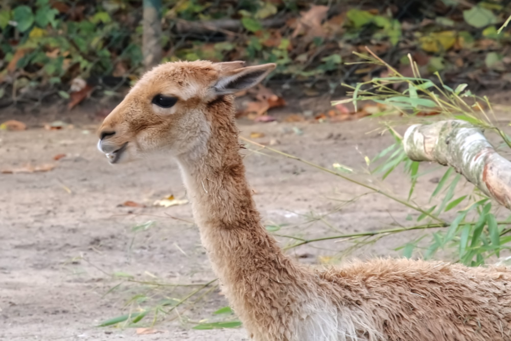 Vicuña 