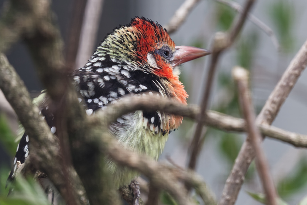 Vuurkopbaardvogel 