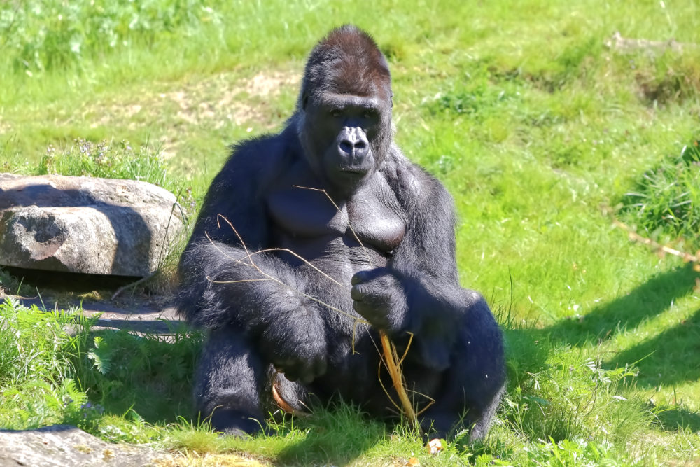 Gorilla 