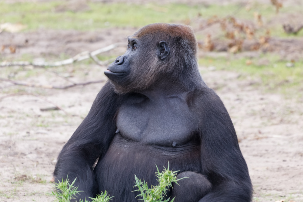 Gorilla 