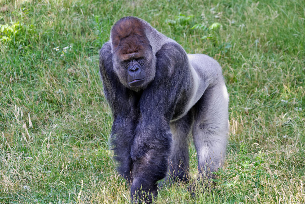 Gorilla 