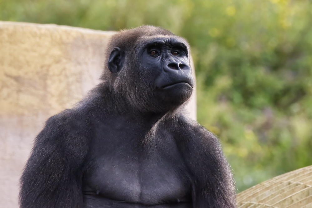 Gorilla 