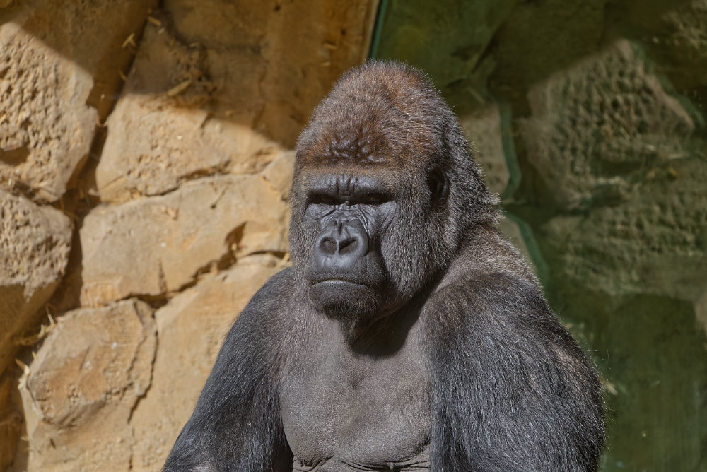 Gorilla 