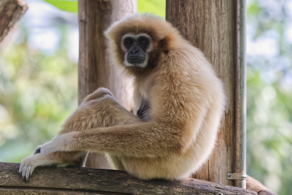 Withandgibbon 