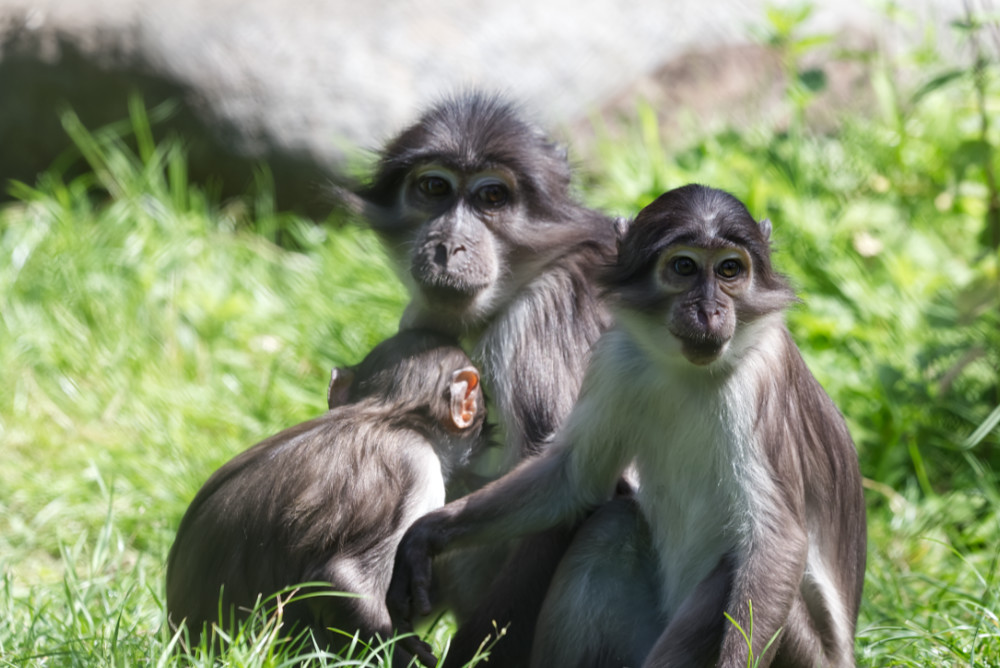 Witkruinmangabey 