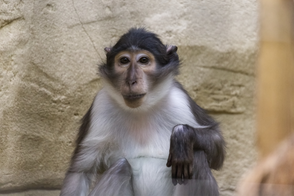 Witkruinmangabey 