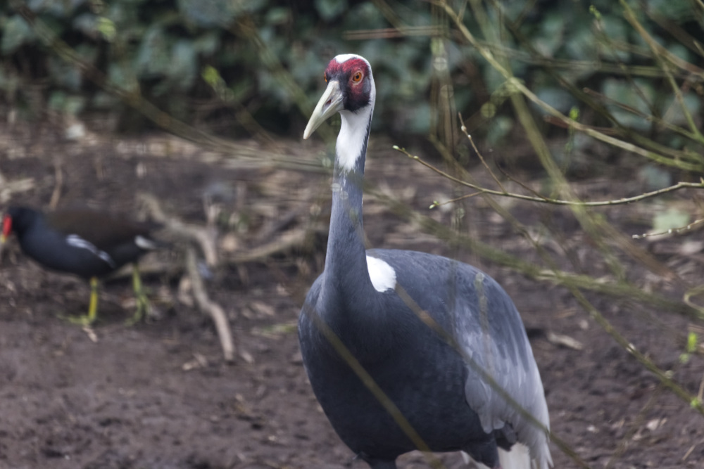 Witnekkraanvogel 