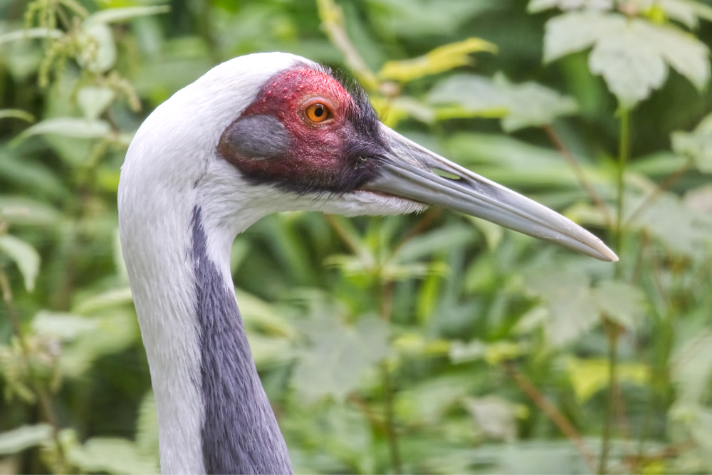 Witnekkraanvogel 