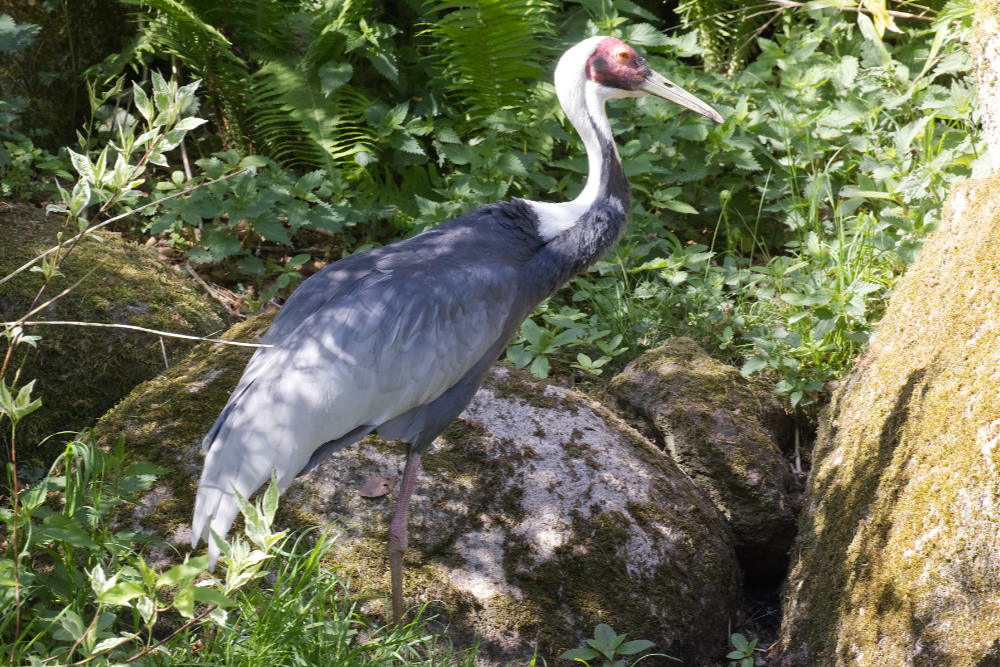 Witnekkraanvogel 