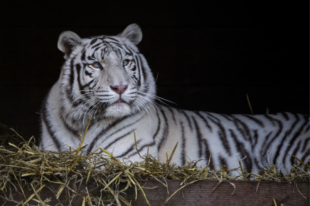 Witte Tijger 