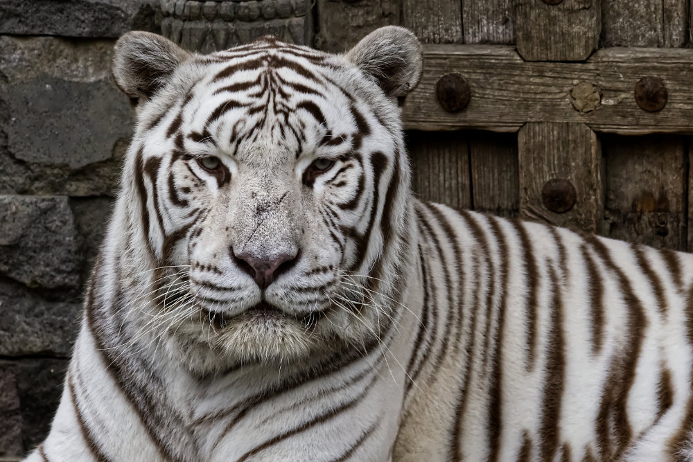 Witte Tijger 