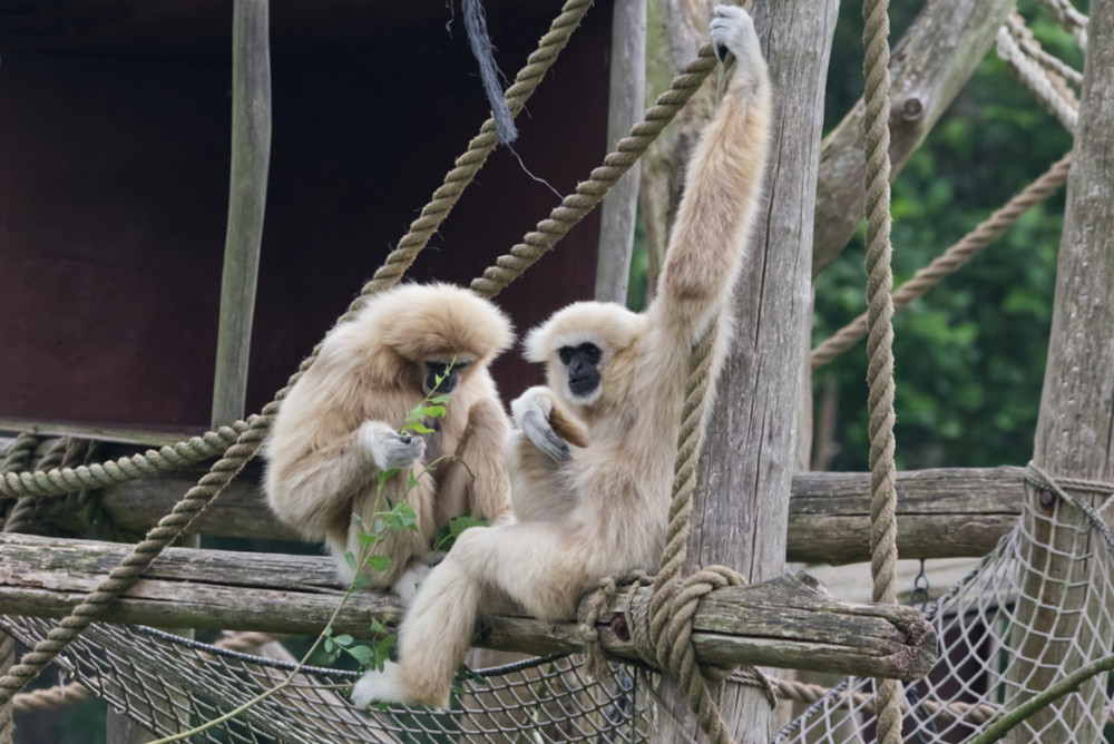 Witwanggibbon 