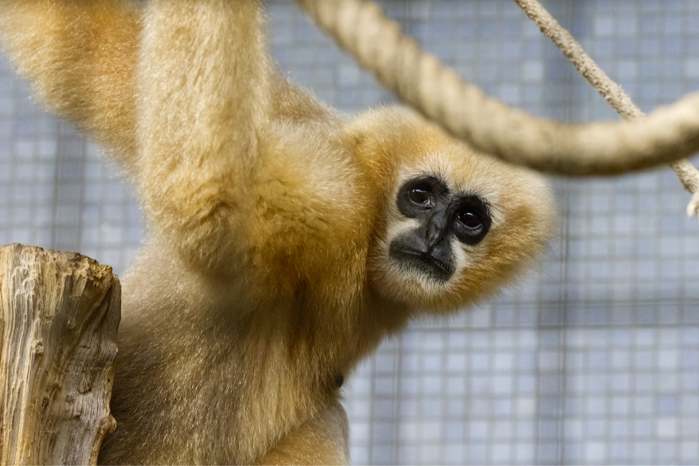 Witwanggibbon 