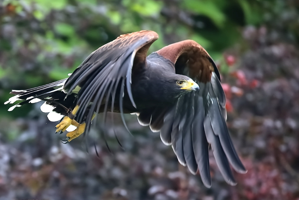 woestijnbuizerd 