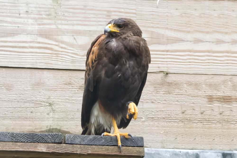 woestijnbuizerd 