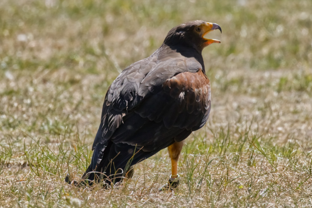 woestijnbuizerd 