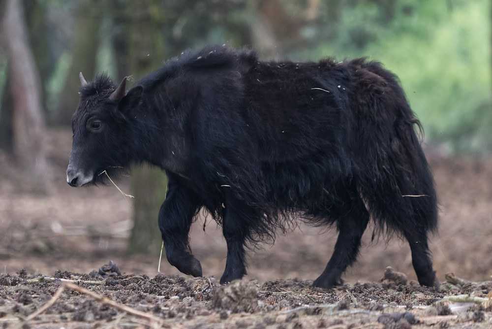 Yak 