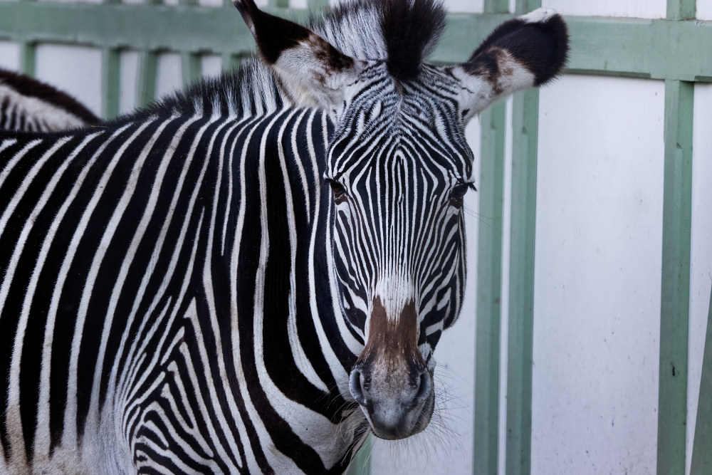 Zebra 