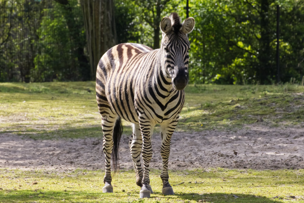 Zebra 