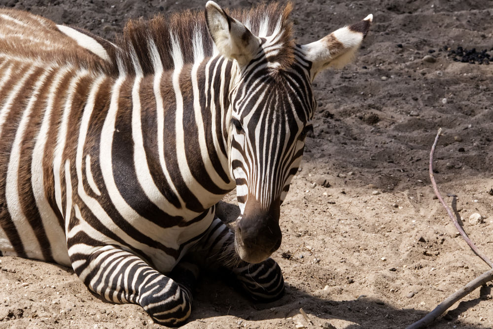 Zebra 