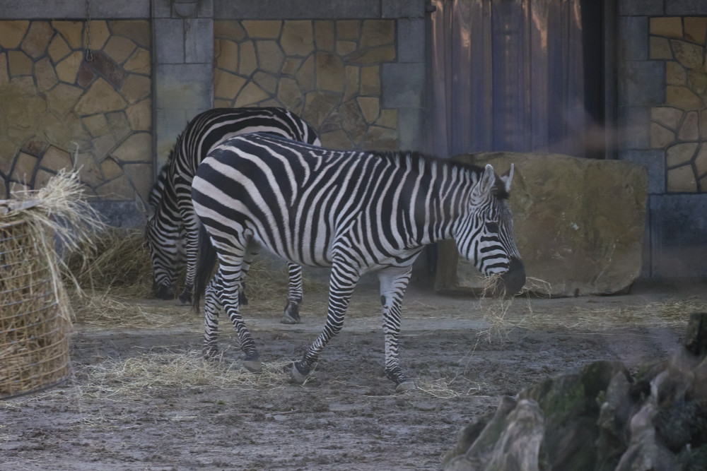 Zebra 