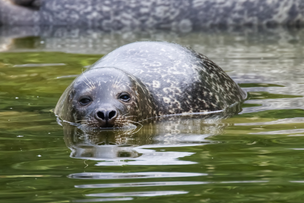 Zeehond 