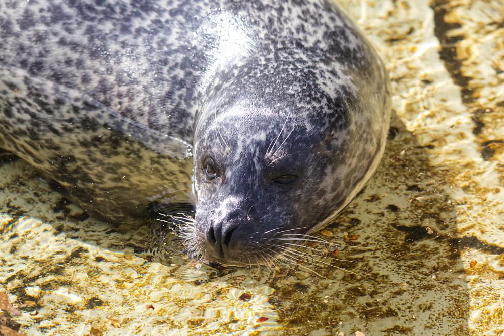 Zeehond 