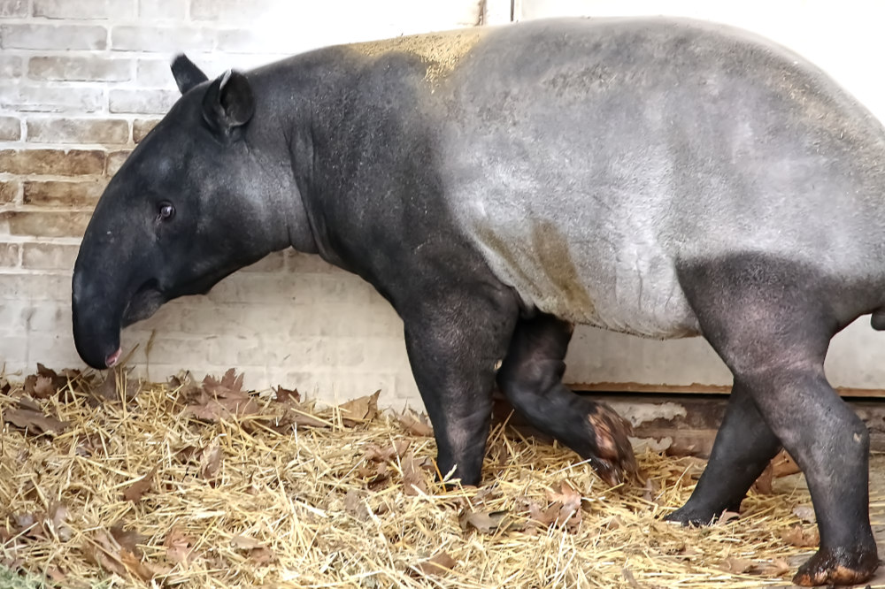 Zuid-Amerikaanse tapir 