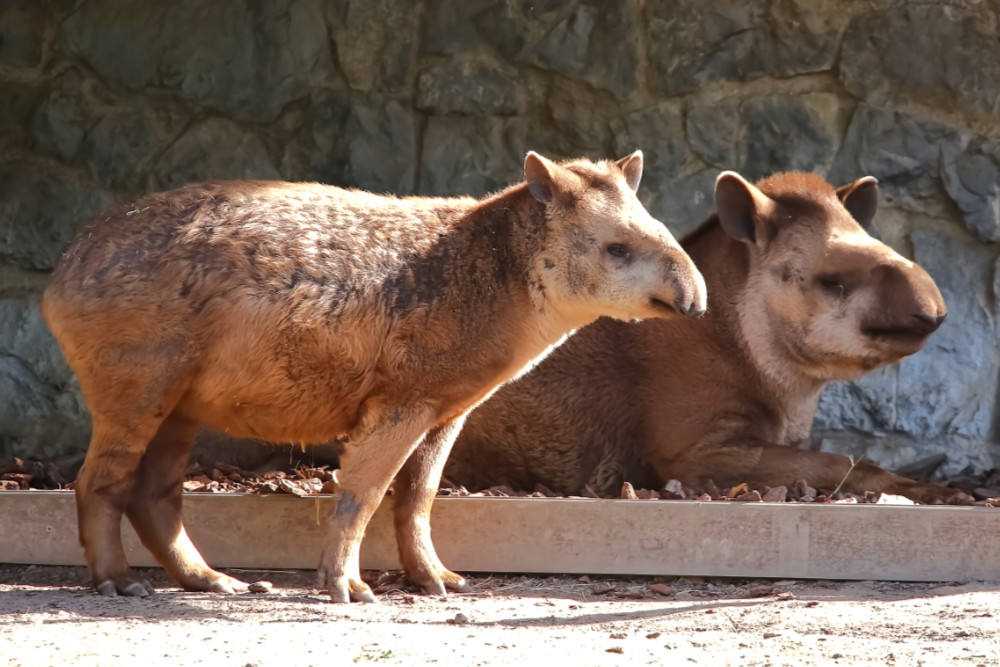 Zuid-Amerikaanse tapir 