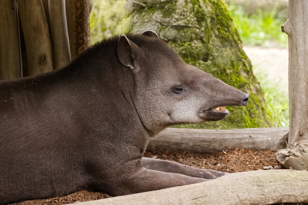 Zuid-Amerikaanse tapir 