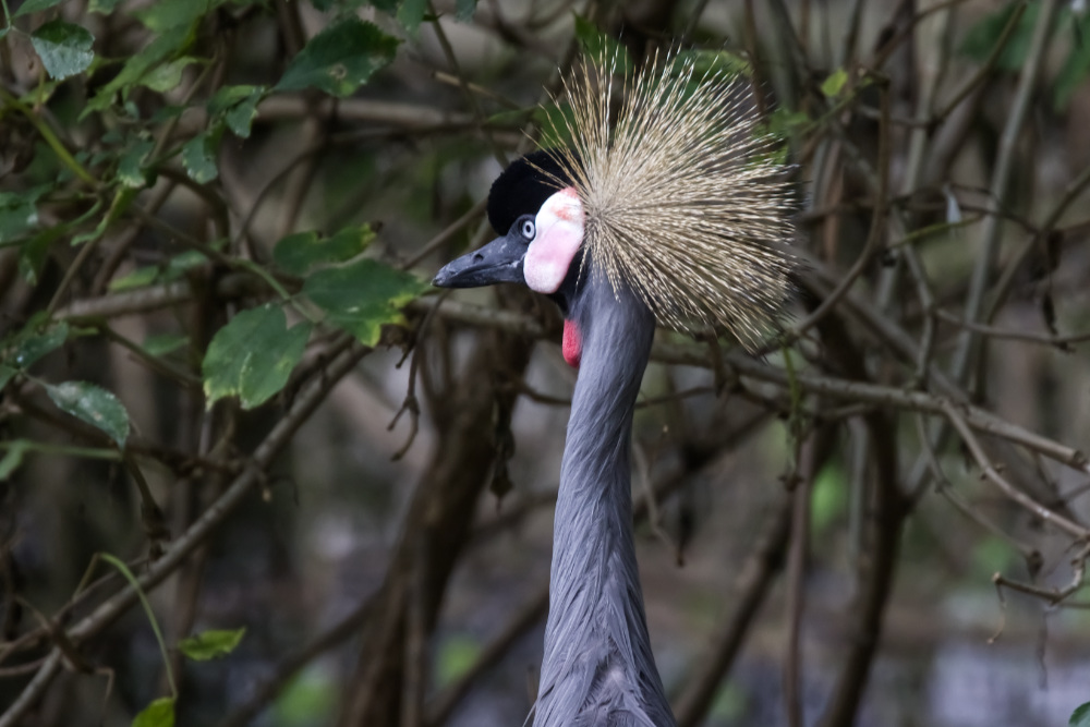 Kroonkraanvogel 