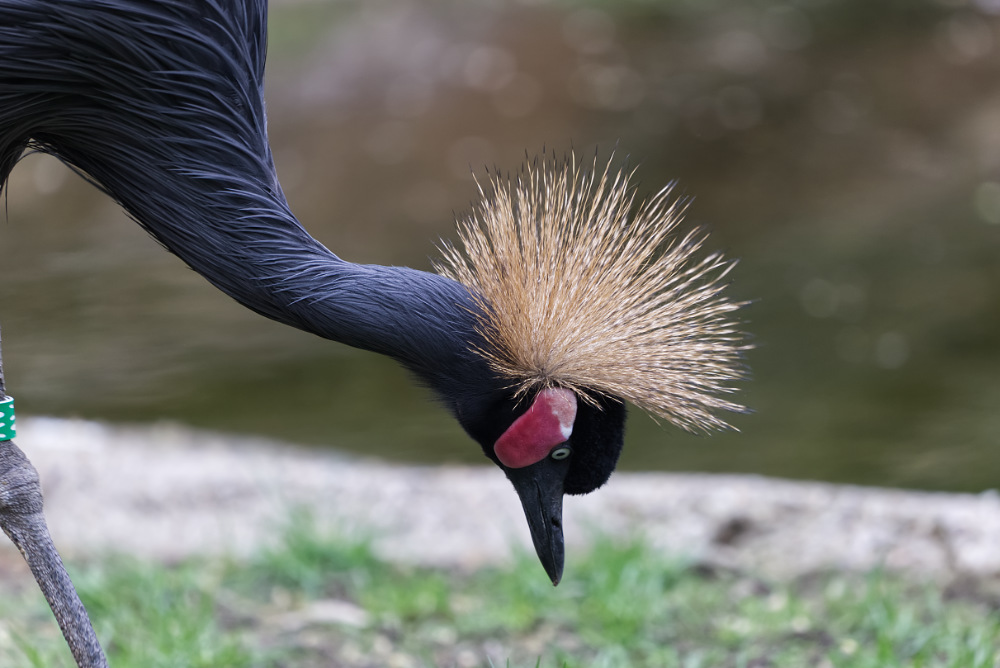 Kroonkraanvogel 