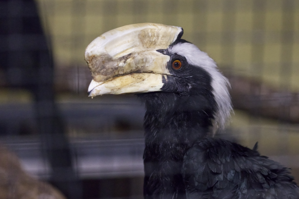 Zwarte Neushoornvogel 