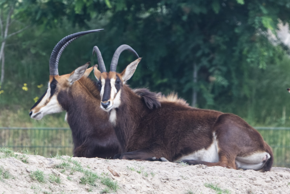 Sabelantilope 