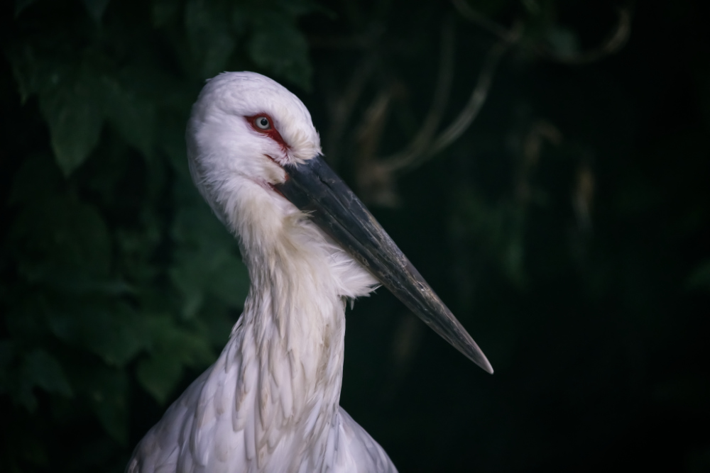 Zwartsnavelooievaar 