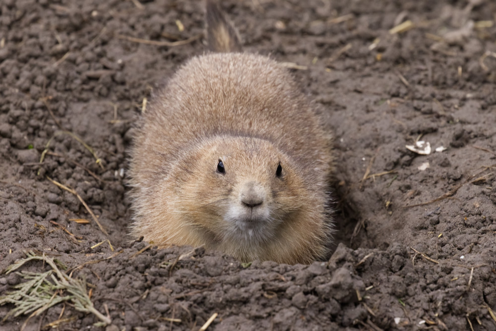 Zwartstaartprairiehond 