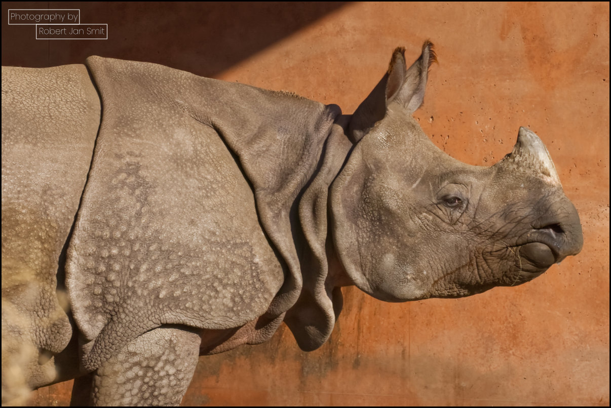 Indische neushoorn in Zoo Berlijn