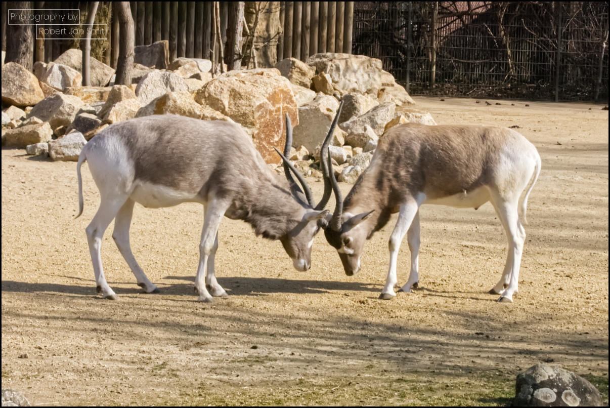 Addax (Addax nasomaculatus) Zoo Berlijn