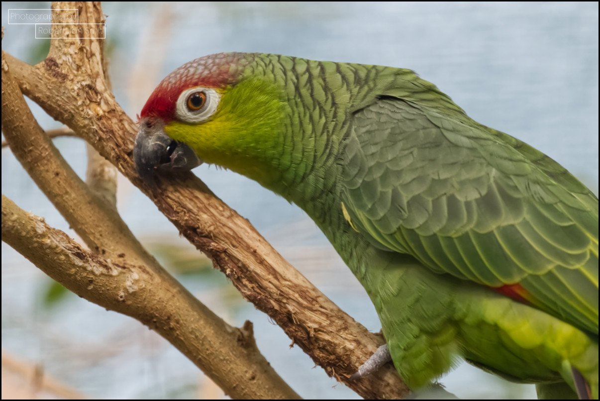 Ecuadoriaanse roodwangamazone (Amazona autumnalis lilacina) in Zoo Berlijn