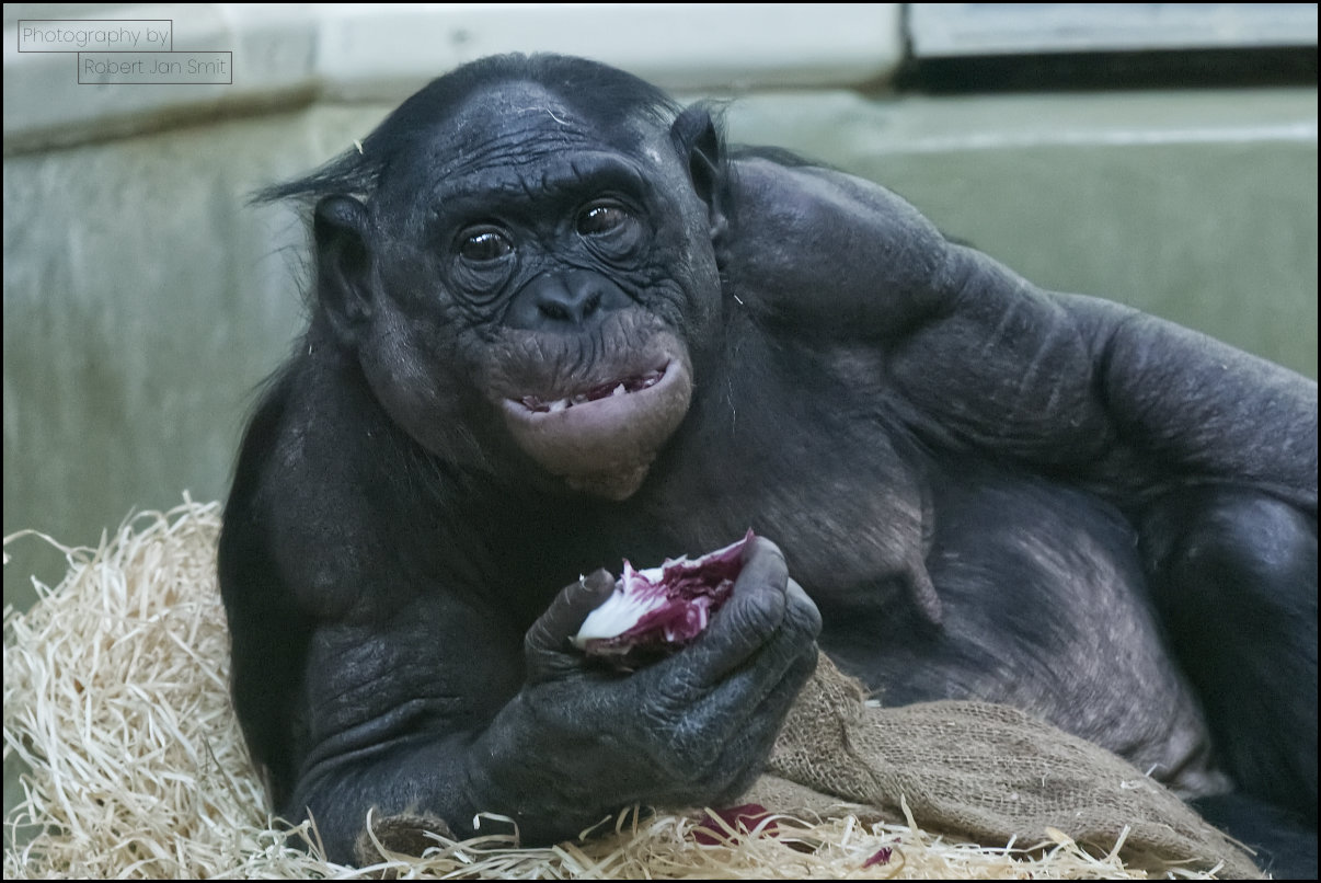Chimpansee (Pan troglodytes)