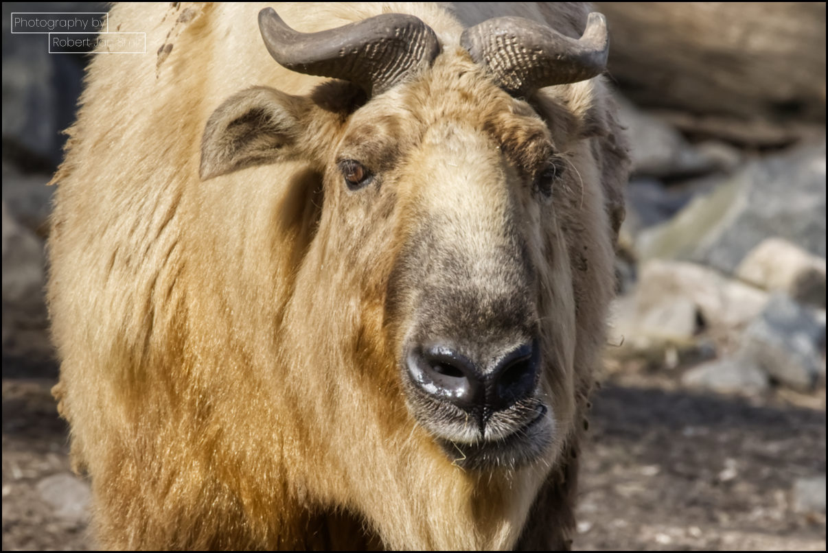 iGouden Takin Tierpark Berlin