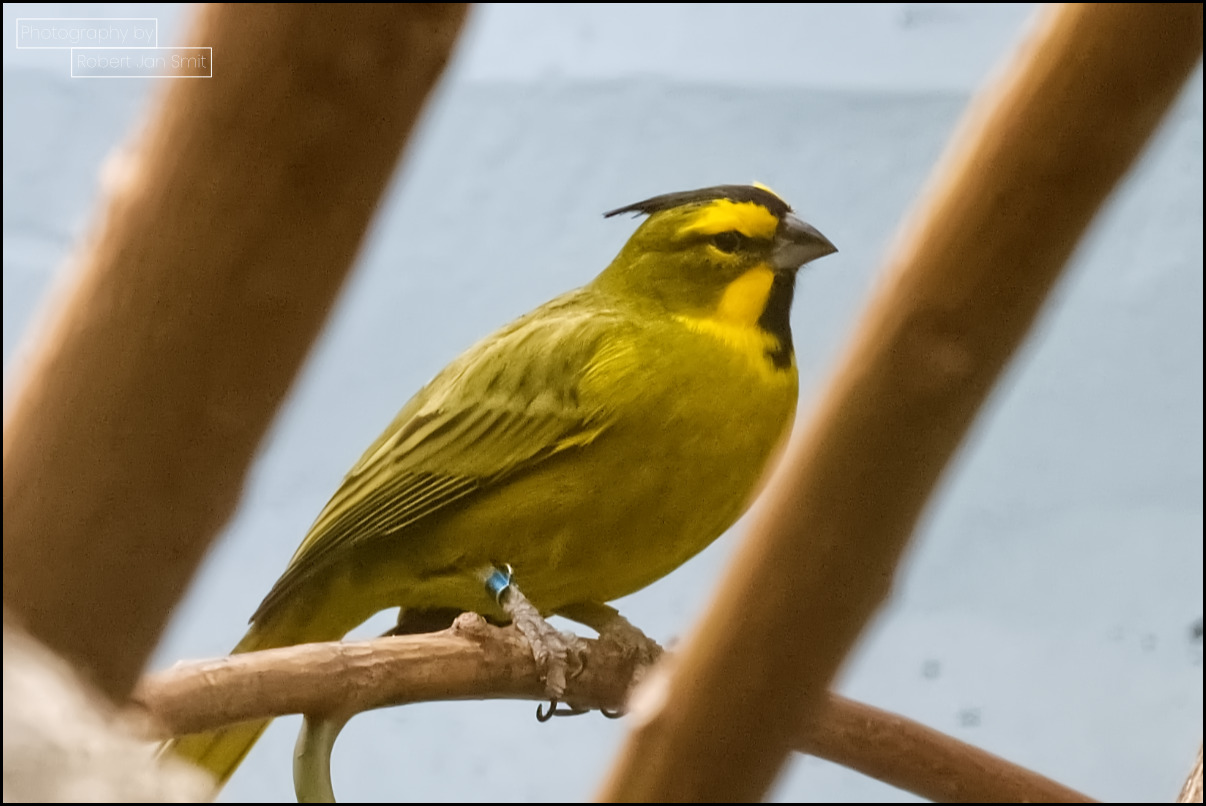 Groene Kardinaal Zoo Berlijn