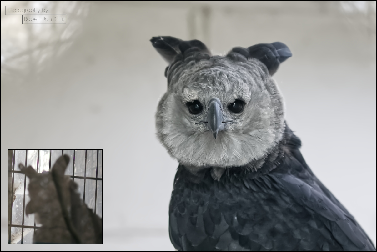 Harpy Arend in Tierpark Berlin