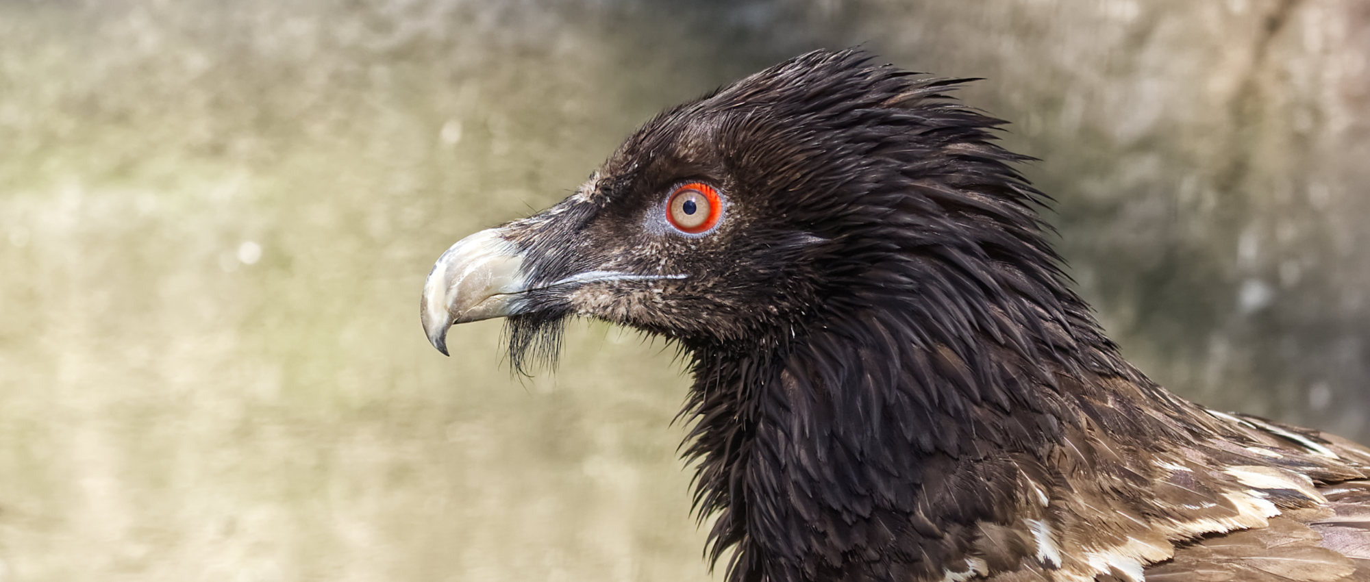 Lammergier Zoo Berlin