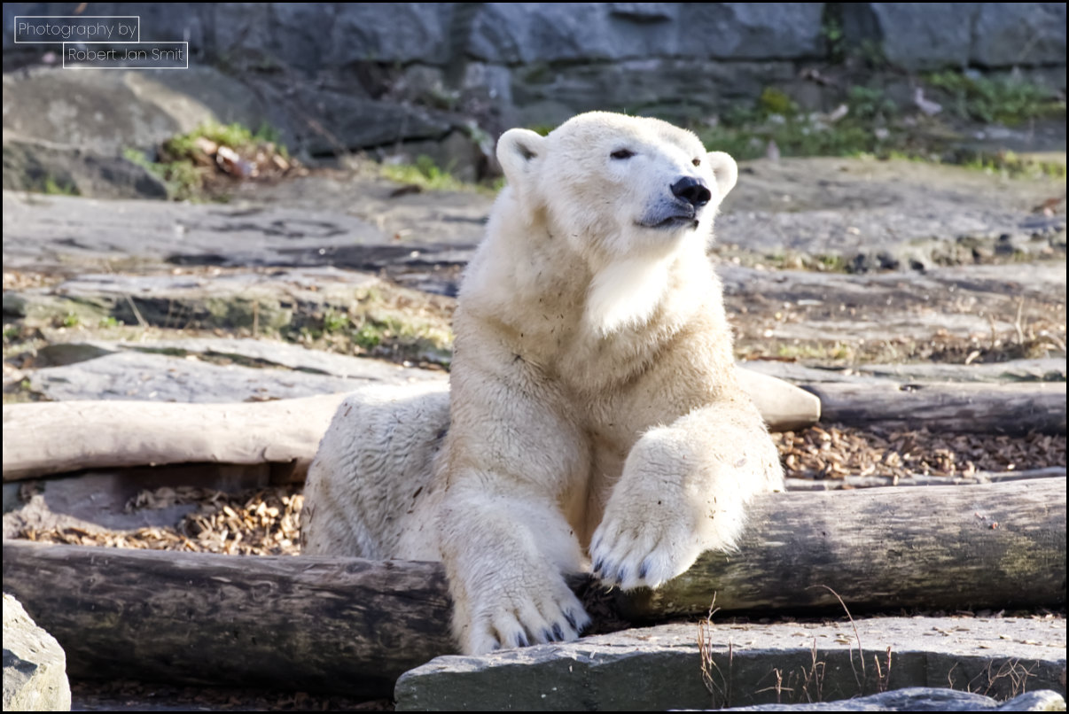 IJsbeer Tierpark Berlin