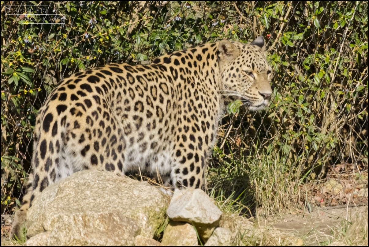 Jaguar (Panthera onca) in Empire of Cats
